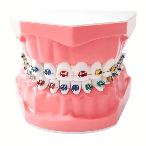Teeth Model