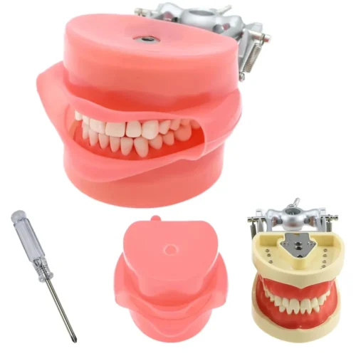 Teeth Model