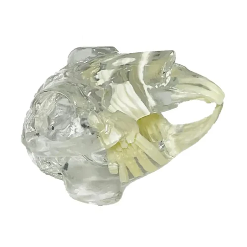 Teeth Model